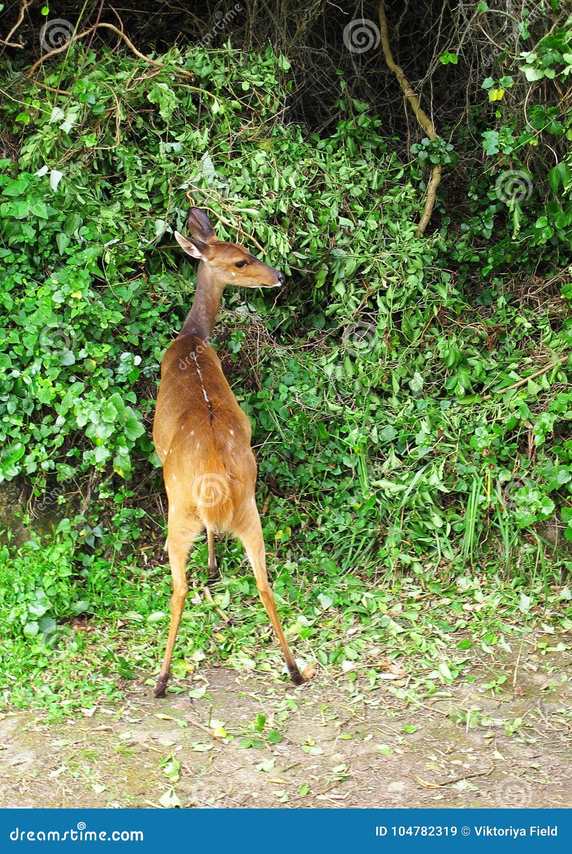 bushbuck at tsitsikamma national park, south africa